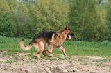 BERGER ALLEMAND 1432